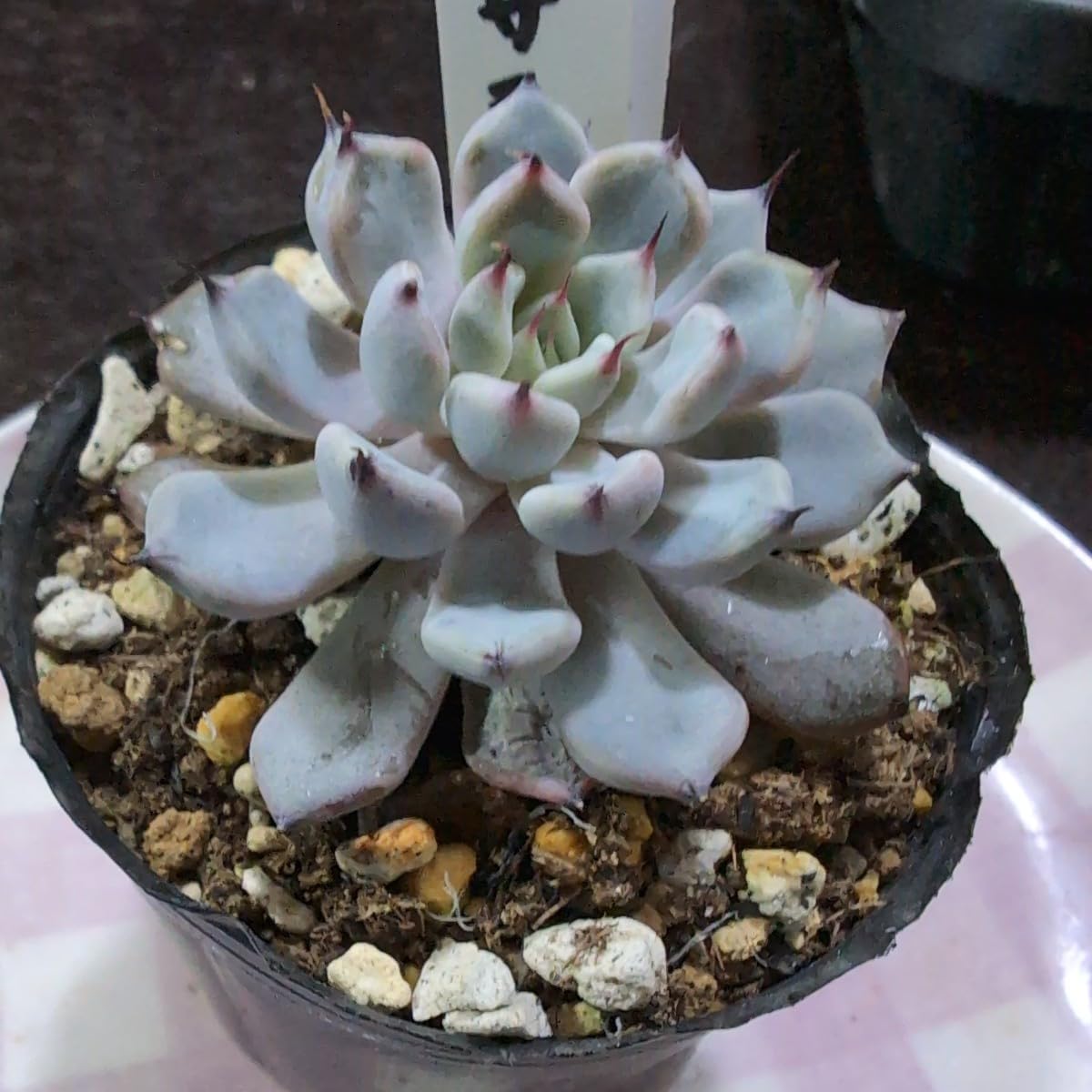 Amazon.co.jp: 多肉植物 エケベリア 黒爪ザラゴーサ ヤ即7 201 : おもちゃ